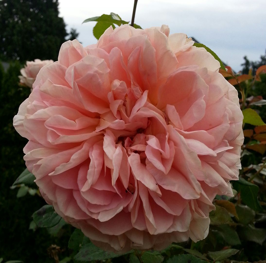  photo 20140702_072217-1_zpshhjynrpz.jpg